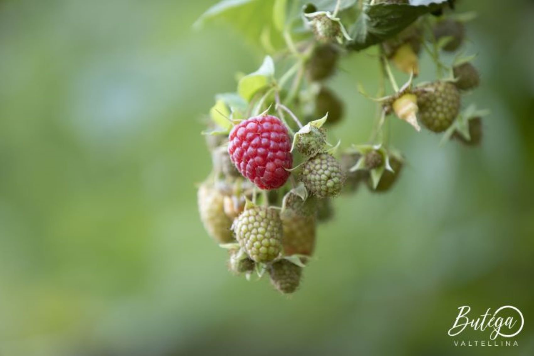 Azienda Agricola Grom
