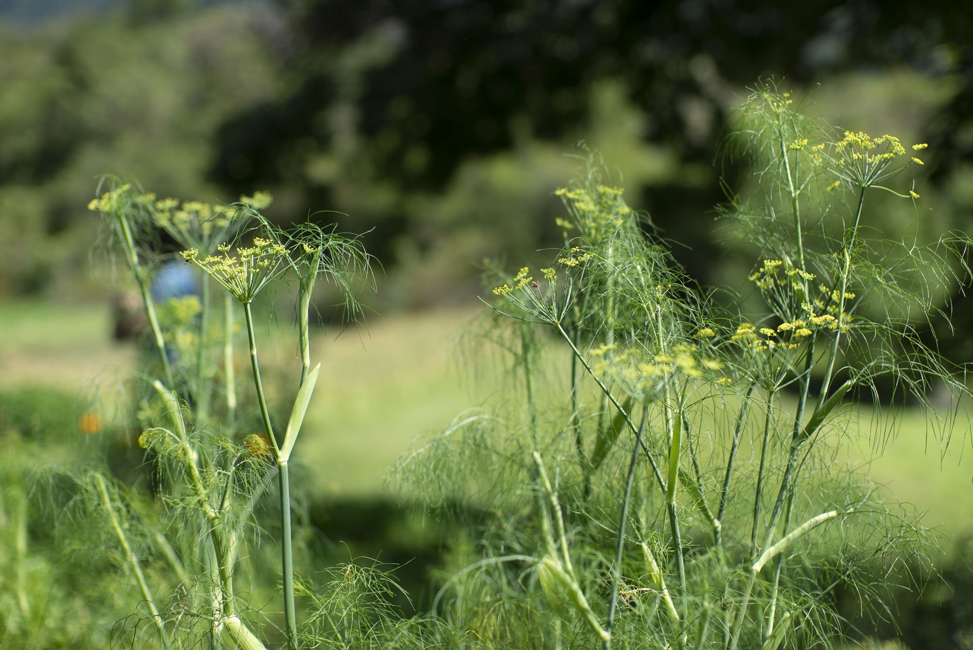 Butéga Valtellina e l’agrobiodiversità