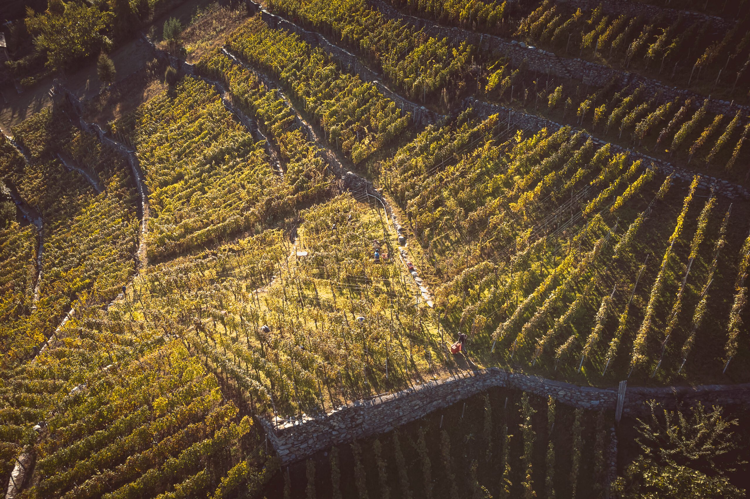 Food trend 2022: Butéga Valtellina al passo coi tempi