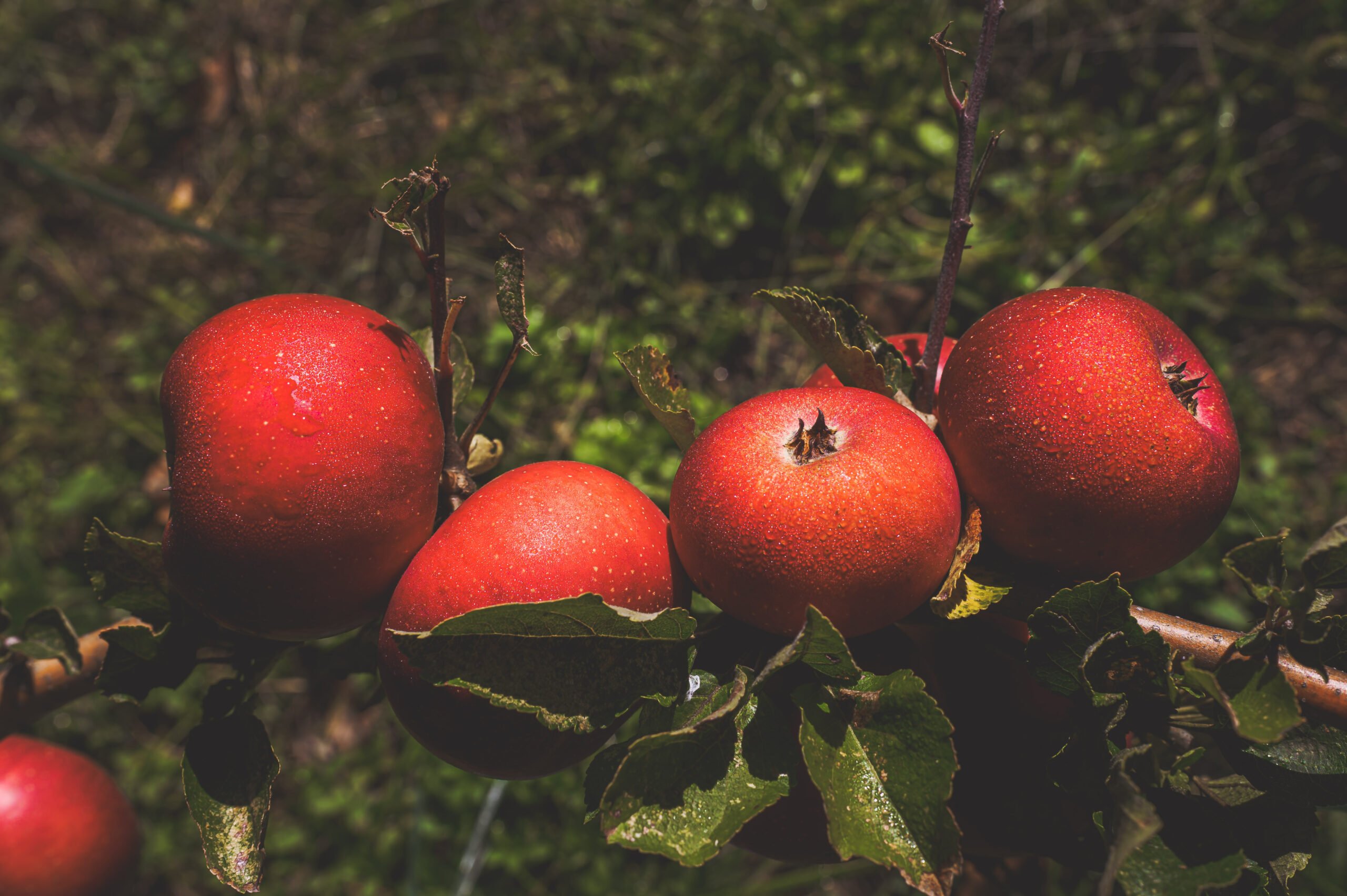 Substrato – Azienda Agricola